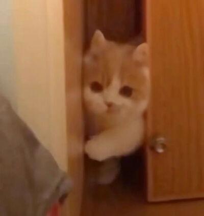 探头表情包 可爱