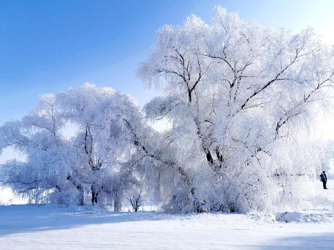 北国风光——雾凇篇