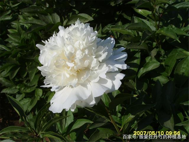 白色芍药观赏