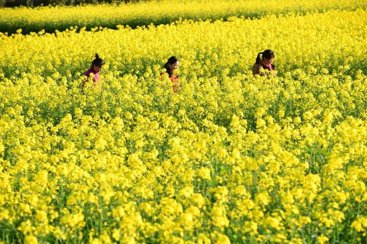 美2022年罗平第一波油菜花美景上线