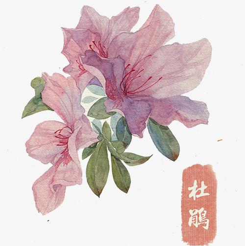 手绘古风杜鹃花边框