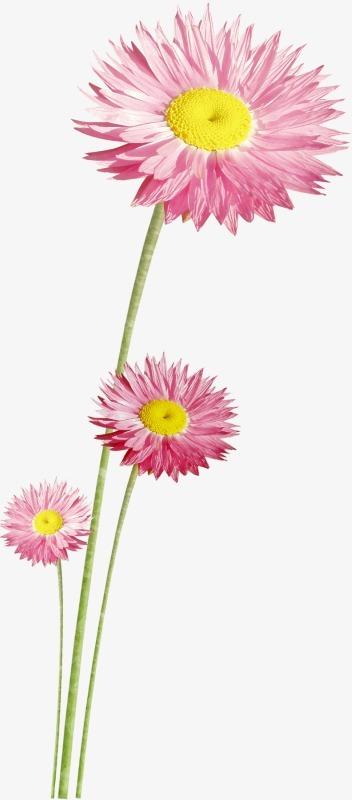 > ps花草素材矢量花卉素材