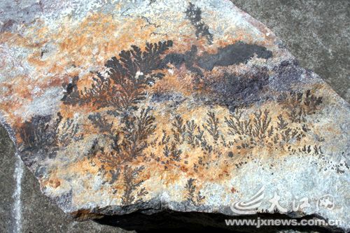 吉安发现数亿年前海藻化石 水草花纹依稀可见