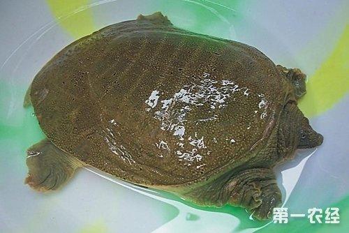 【专家解答】甲鱼公母/雌雄区别方法:      一,看尾巴