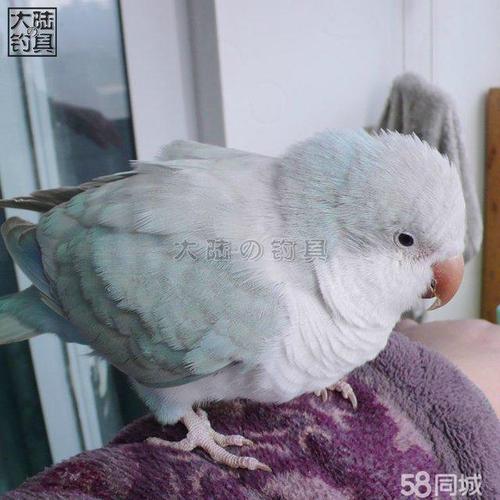 蓝银丝 2200,白银丝 2500 联系我时,请说是在58同城看到的,谢谢!