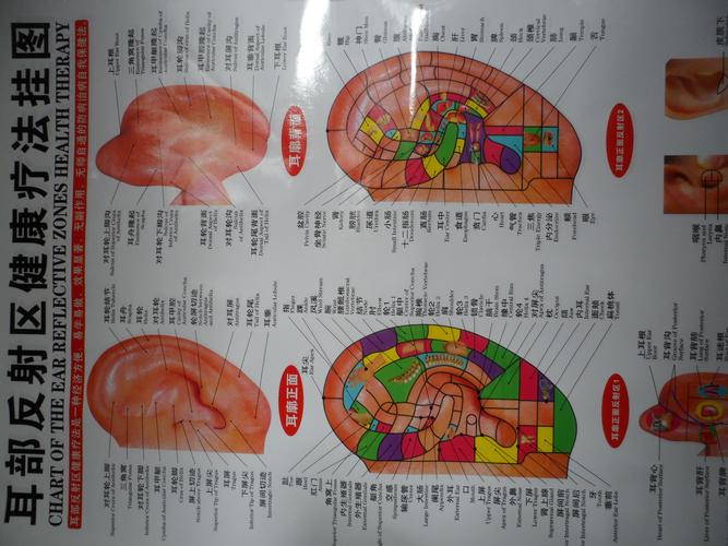 足底足部脚底穴位图经络图
