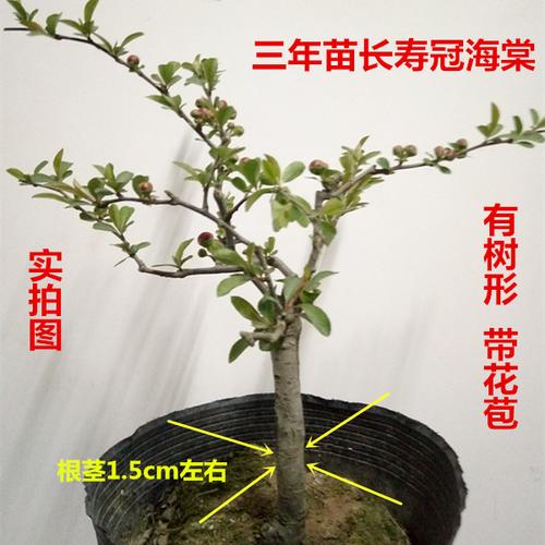3年苗海棠带花苞 有树形 日本海棠 长寿冠海棠 室内盆栽包邮