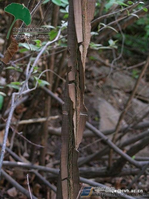 特色木本药材鬼箭羽