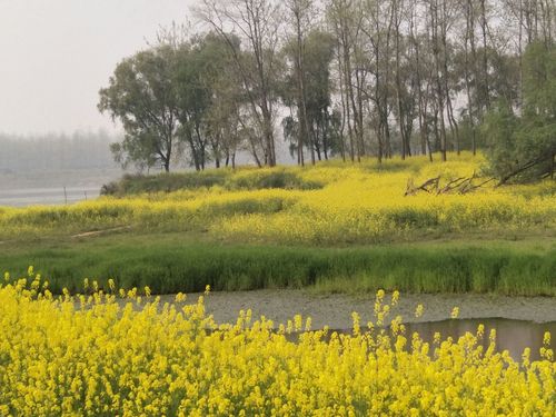 湘阴斗米咀的油菜花是开在柳树,小湖,湿地中.它风味有
