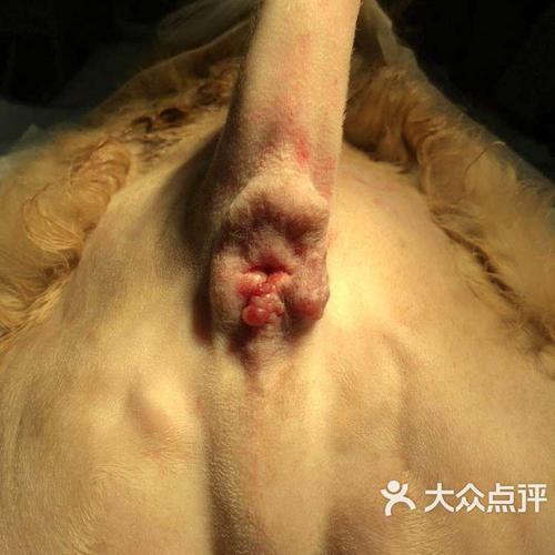 瑞派·爱瑞可动物医院-"前段时间家里狗狗肛门上长了