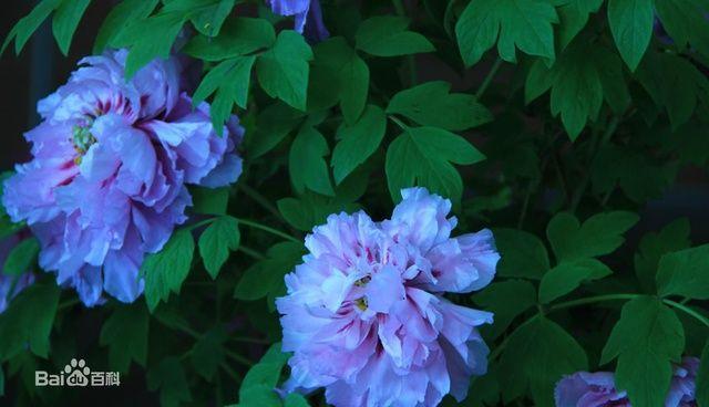 不要以为它是白的发光,它是真的会发光哦:昆山夜光