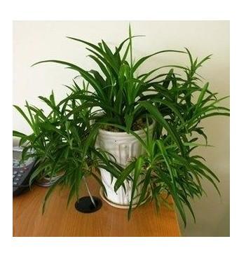 青叶吊兰植物盆栽花卉盆景室内绿植兰花苗万年青绿色