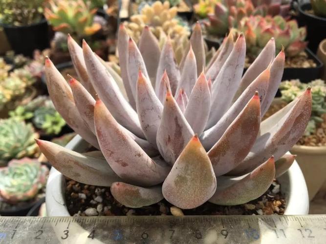 多肉植物杜里万莲