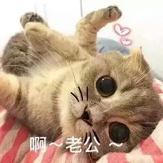 小猫可爱表情包〗啊～老公