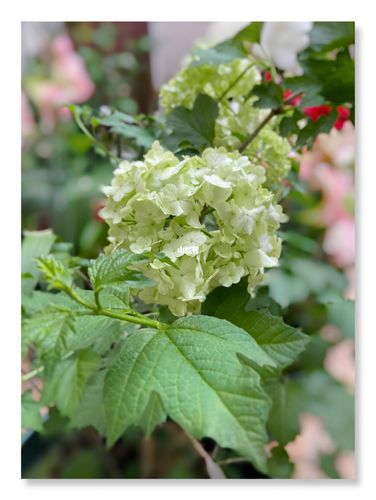 欧洲木绣球_玉溪市自由行热门攻略_春天去哪玩_家居家装_家居装饰