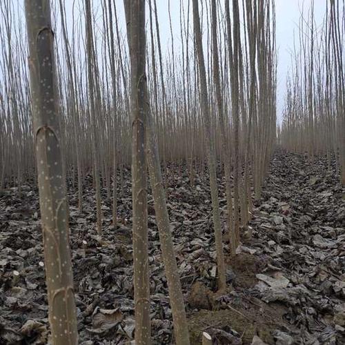 山东聊城临清市 107速生杨树苗基地直销-优质107种条扦插段,速生杨