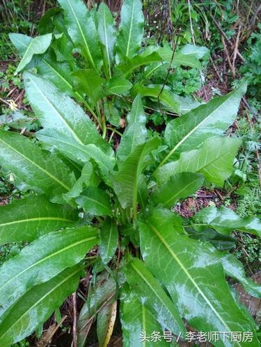 采点野菠菜招待客人,客人居然说我太有诚意了