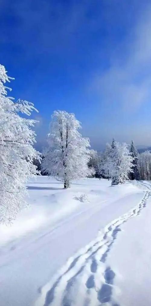 北国雪景:一幅净化心灵的画卷�️