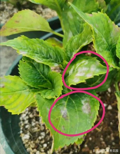 绣球叶子发黄枯萎卷边发皱?闷根肥伤晒伤病虫害!绣球