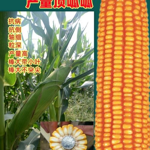 高产玉米种子大全种籽抗病抗旱矮杆大棒苞米农科院杂交国审种孑