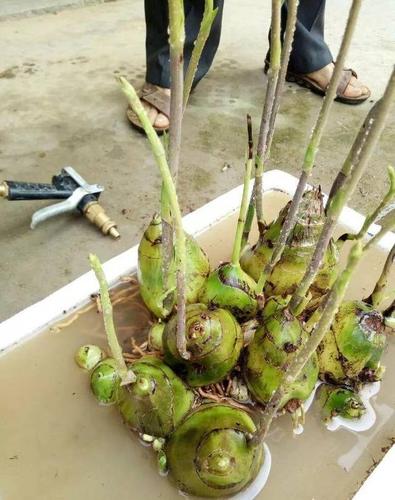 后来据小鱼所查,这种花叫无叶美冠兰属于兰科,无叶美冠兰是腐生植物