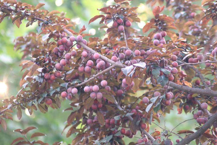紫叶李成熟的果实含有少量毒素,是不建议食用的,也没有特殊的用途.