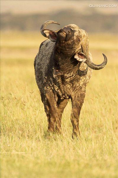 syncerus caffer),又称好望角水牛,是一种产于非洲的牛科动物,平均