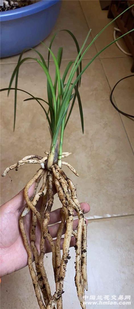 蕙兰传奇翻个盆分分苗-蕙兰篇-中国兰花交易网社区