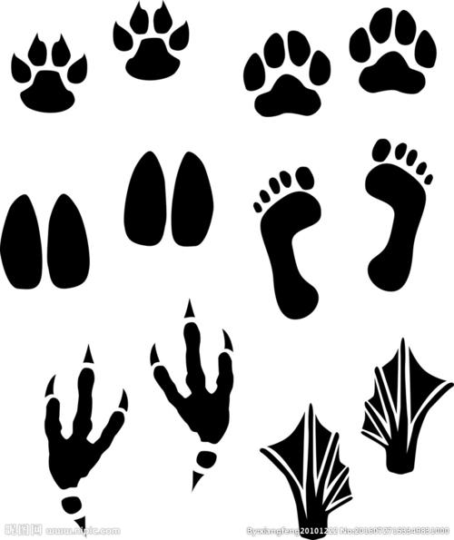 动物脚印图片