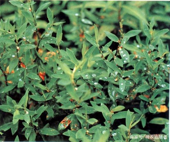 中药古今研究:扁蓄