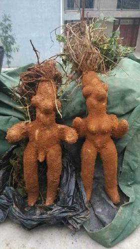 何首乌怎么拍卖出高价