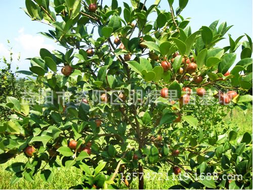 湖南 大果油茶种苗 湘林油茶210号 速生早生高产稳产油质好果红