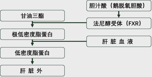 猫咪脂肪肝的检查,症状与治疗