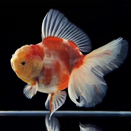金鱼泰狮巨人活体f1观赏鱼原装百褶冷水鱼风水鱼