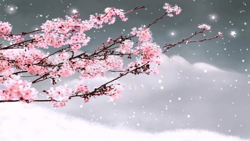 红梅赞_1920x1080_高清视频素材下载(编号:261317)