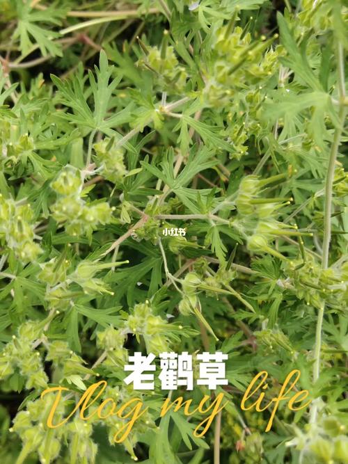 老鹳草味苦,微辛_中药_中草药_医疗健康_医疗药品