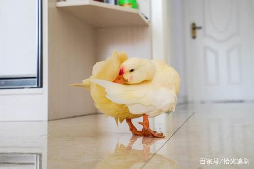 王思聪同款"柯尔鸭"卖1万5,卖家是东北小伙,卖鸭月入6