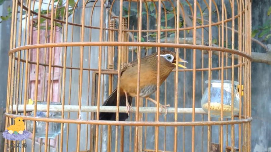 画眉鸟一边大叫一边扇翅膀,是为了吸引异性吗?