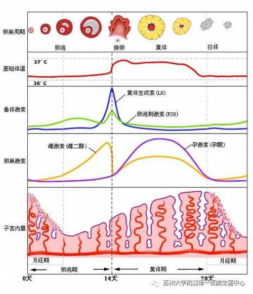 所谓月经,即雌孕激素下降导致的子宫内膜的剥脱出血,下图中我们可以