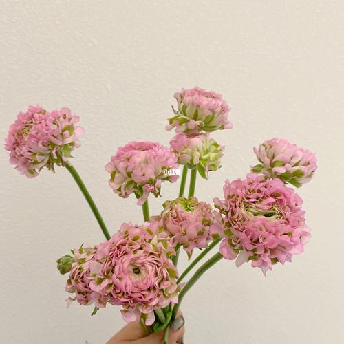 锦鲤洋牡丹_牡丹_点缀生活的鲜花_家居家装_家居装饰