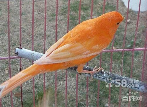 出让辣椒红芙蓉公鸟