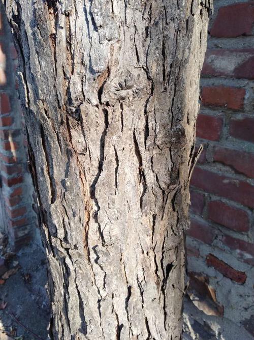 上三照为香椿树,树皮极粗糙,深褐色,片状脱落.