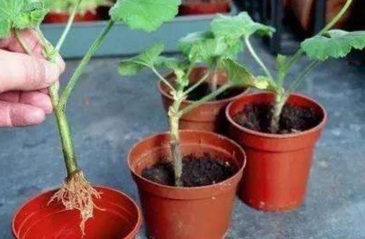 原创9月扦插天竺葵,生根快,易成活,春天就能开花