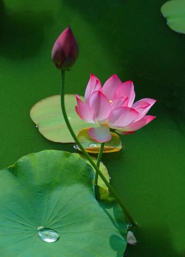 一组唯美的花儿,朦胧的迷人的美