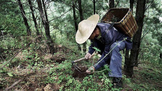 男子上山采药,尾随白蛇进入山洞,却发现了失踪妻子