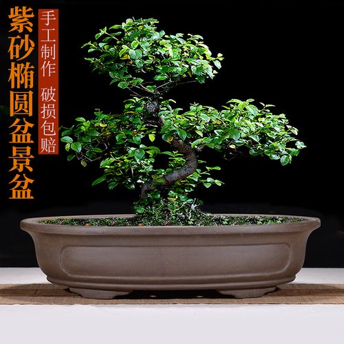 宜兴紫砂大花盆庭院阳台大口径种菜盆超大号椭圆形榕树花卉盆景盆