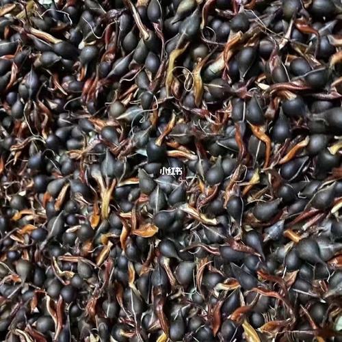 奇楠沉香#种子_沉香_绿植_家居家装_家居装饰