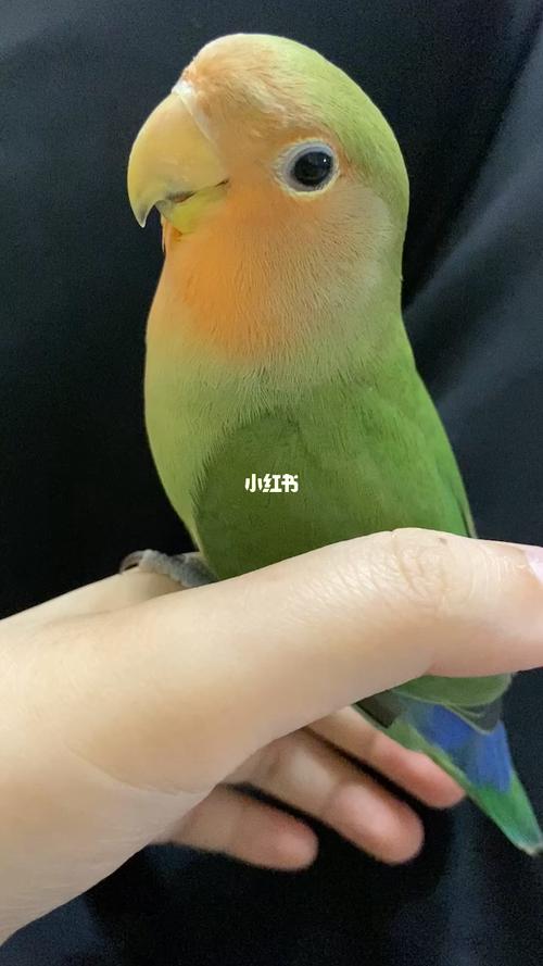 绿桃牡丹鹦鹉真香_鹦鹉_牡丹_西瓜_宠物_宠物其他