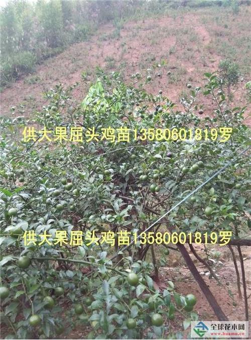 广西屈头鸡苗,肇庆屈头鸡苗,清远屈头鸡苗
