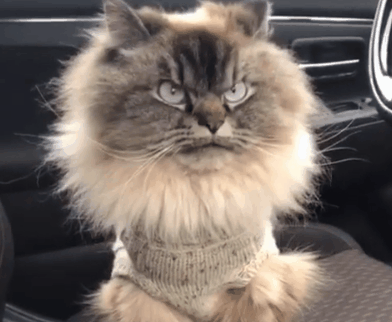 392_322gif 动态图 动图